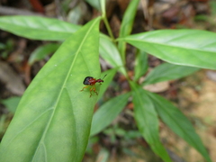 Attelabidae