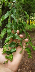Nothofagus