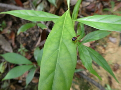 Attelabidae