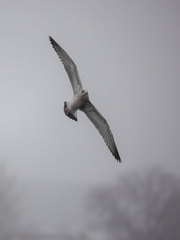Larus fuscus barabensis