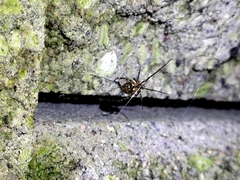 Theridion zantholabio
