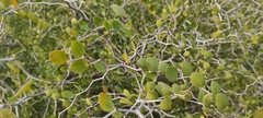 Ziziphus lotus