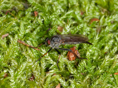Neoitamus cyanurus