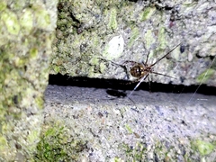 Theridion zantholabio