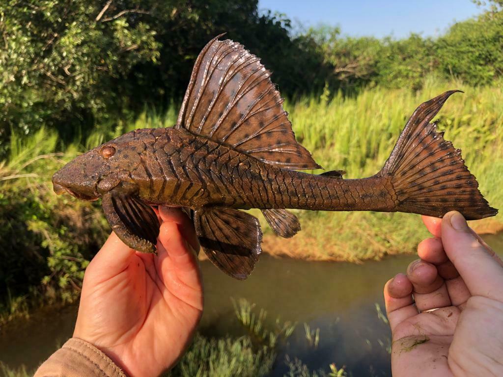 Spoontooth pleco (Hypostomus cochliodon) — Loricariidae