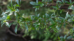 Berberis laurina