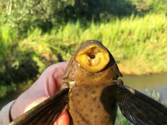 Hypostomus cochliodon