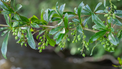 Berberis laurina