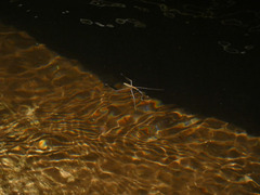 Aquarius najas