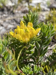 Aspalathus aspalathoides