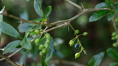 Berberis laurina