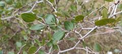 Ziziphus lotus