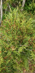 Austrocedrus chilensis