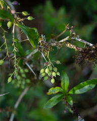 Berberis laurina