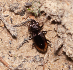 Nebriinae