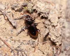 Nebriinae