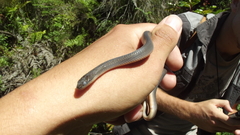 Lycodonomorphus rufulus