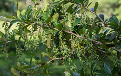 Berberis laurina