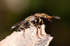 Ontholestes tessellatus