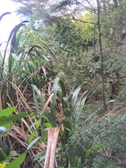 Phormium tenax
