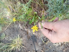 Sisyrinchium patagonicum