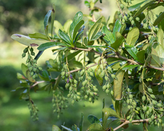 Berberis laurina
