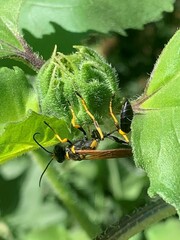 Sceliphron caementarium