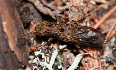 Ontholestes tessellatus