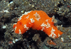 Sclerodoris tuberculata