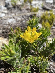 Aspalathus aspalathoides