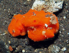 Sclerodoris tuberculata