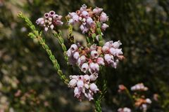 Erica verecunda
