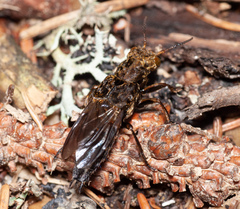 Ontholestes tessellatus