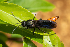 Elaphroptera