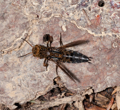 Ontholestes tessellatus