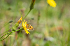 Hylephila fasciolata
