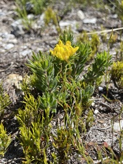 Aspalathus aspalathoides