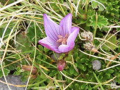Gentianella cerastioides