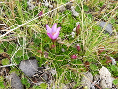 Gentianella cerastioides