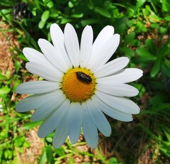 Anthaxia umbellatarum
