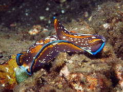 Philinopsis speciosa