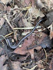 Batrachoseps nigriventris