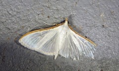 Palpita margaritacea