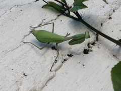 Stagmomantis limbata