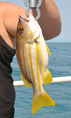 Lutjanus carponotatus