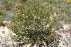 Erica verecunda