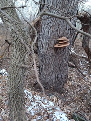 Cerioporus squamosus