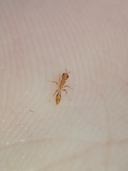 Pseudomyrmex simplex