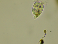 Strobilidium