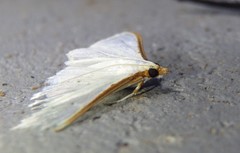 Palpita margaritacea